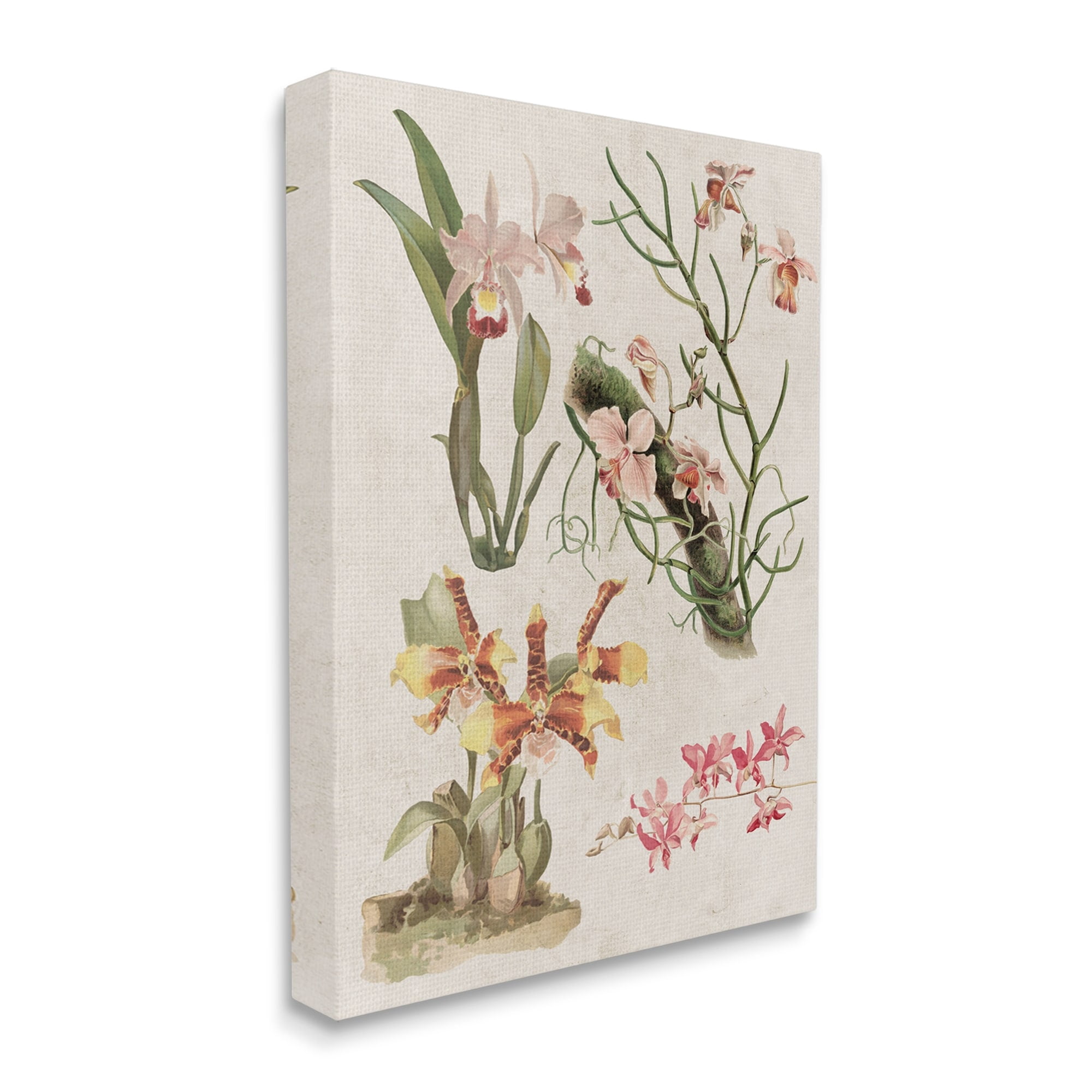 Stupell Vintage Studies Varied Flora Botanical & Floral Painting Gallery Wrapped Canvas Print Wall Art