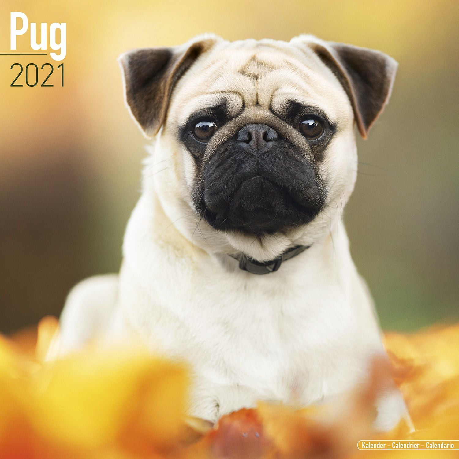Pug Calendar 2021 Pug Dog Breed Calendar Pugs Premium Wall Calendar 2021 Walmart Com Walmart Com