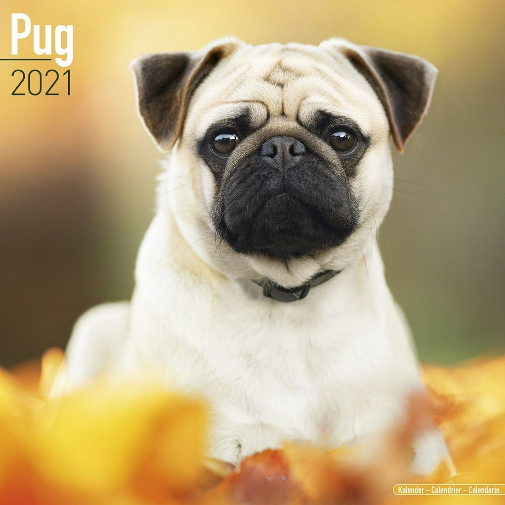 Pug Calendar 2021 Pug Dog Breed Calendar Pugs Premium Wall Calendar