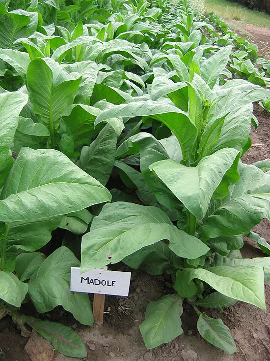 weed and tobacco together difference between weed and tobacco File:Tobacco-and-cannabis.jpg