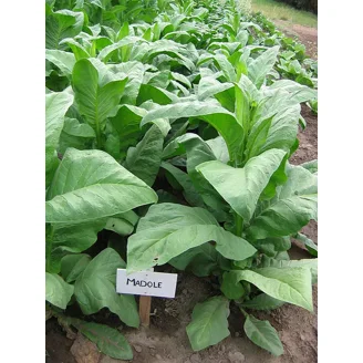 Free Tobacco Seeds 1000 Isleta Pueblo Rustica Tobacco Seeds - Sacred Tobacco,  Nicotiana Rustica
