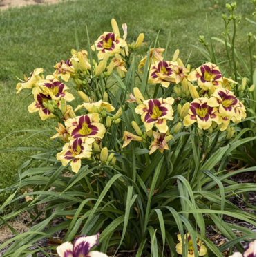 Star of the North Daylily - 1 Gallon Container