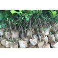 thumbnail image 3 of FUEENIRVA 500Pcs Garden Plant Grow Bags White Biodegradable Fabric Pots for Transplanting, 3 of 8