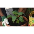 thumbnail image 2 of Miracle-Gro Organics Potting Soil Mix 25L, 2 of 6
