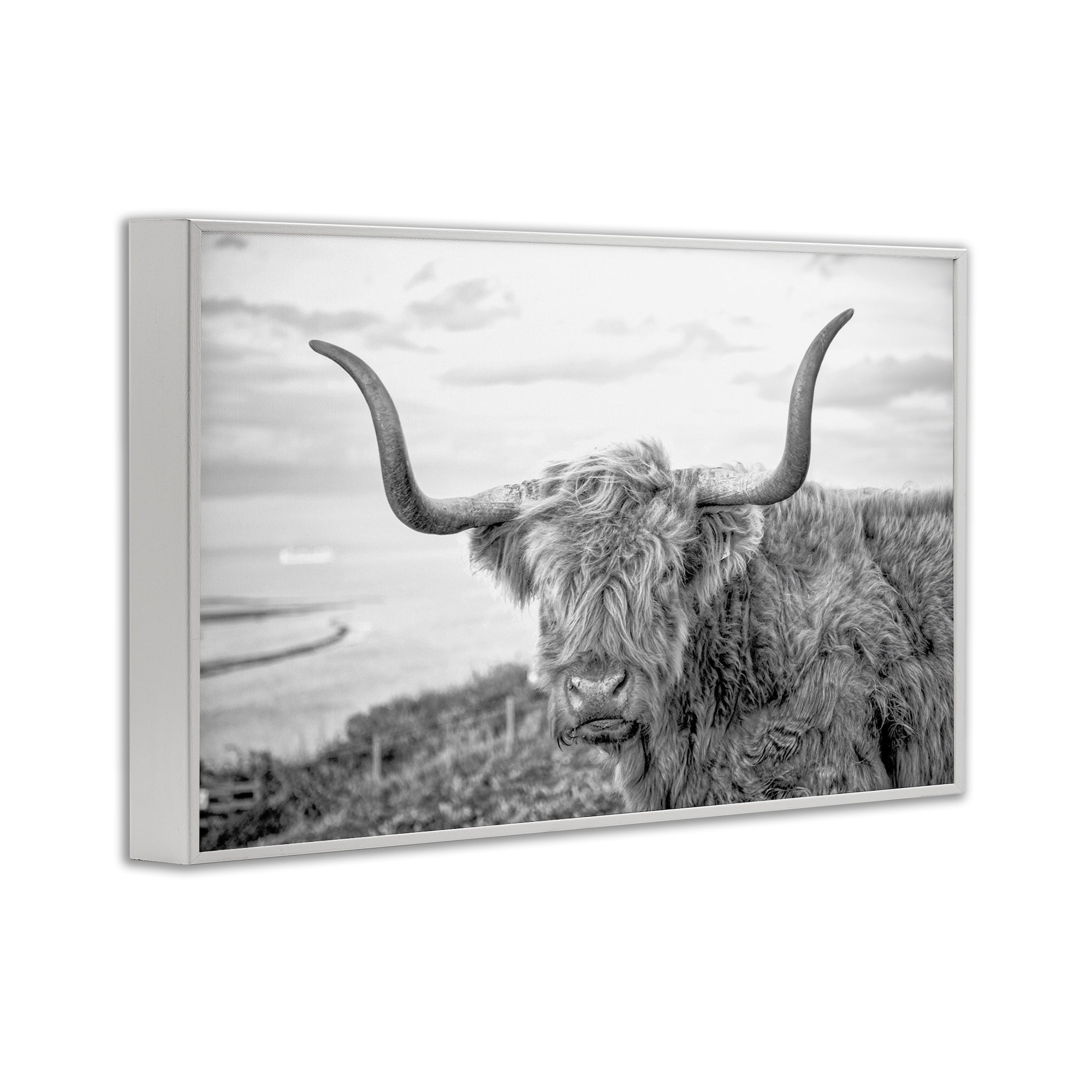 Stupell Industries Traditional Fuzzy Cattle Animals & Insects Photography White Framed Art Print Wall Art, 30 x 20