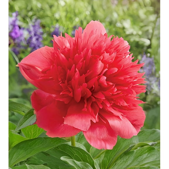 Many Happy Returns Peony - 1 root division