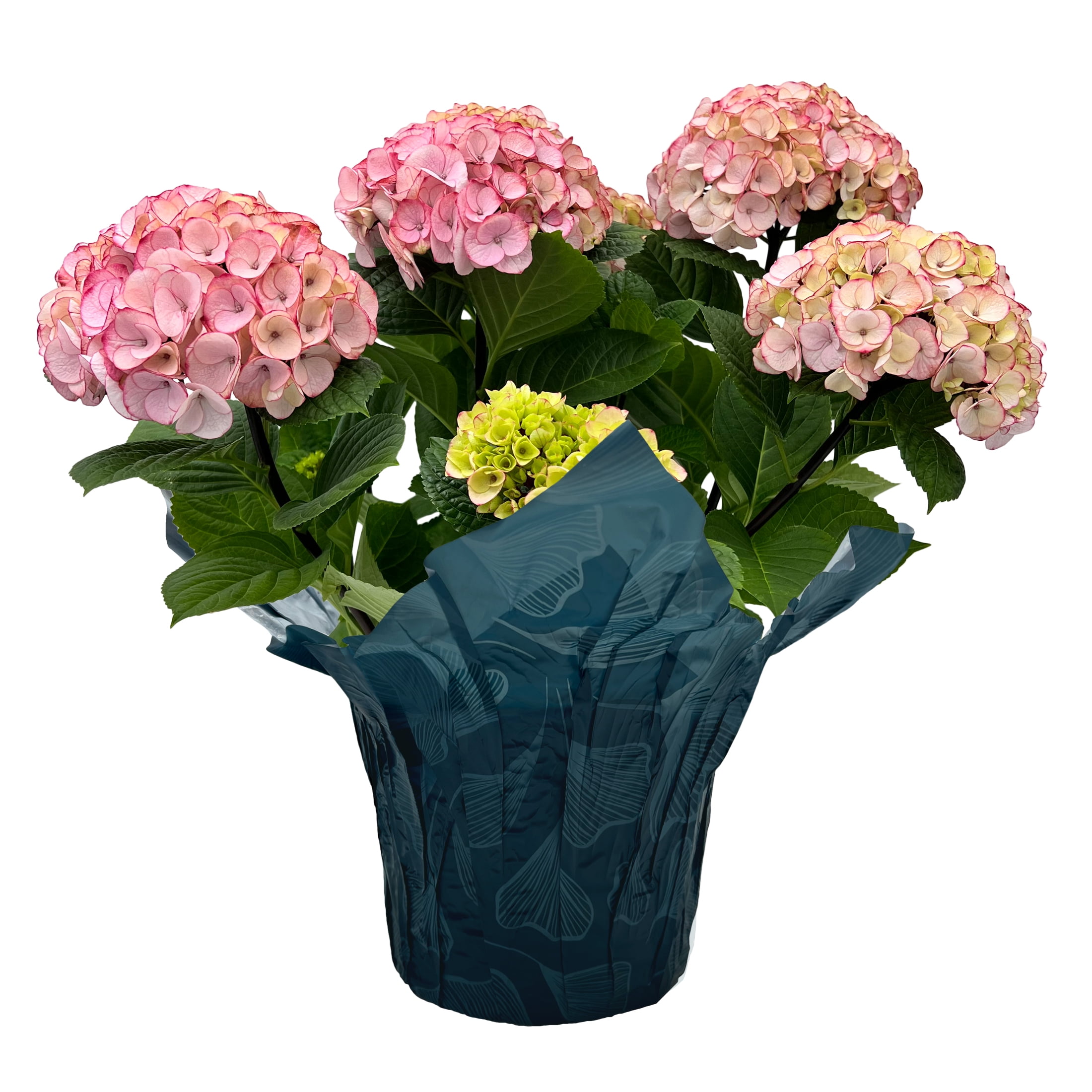 Gifts in Bloom 8-Inch Assorted Mother's Day Hydrangea Live Plant with Decorative Pot, Colors Vary