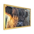 thumbnail image 2 of Designart 'Close Up Of Scottish Cow On Moorland III' Farmhouse Framed Art Print, 2 of 4