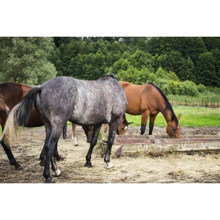 Canvas Print Horses Herd Summer Oats Stretched Canvas 10 x