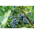 thumbnail image 5 of JYLP 50 Lb 90% Sulfur Granular Soil Acidifier, Controlled Release Soil pH Reducer for Blueberry Bushes & Organic Gardening, 5 of 5
