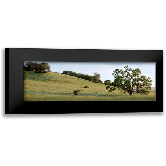 Blaustein, Alan 14x7 Black Modern Framed Museum Art Print Titled - Oak Tree Pano - 91