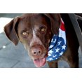 thumbnail image 5 of Styled Basics Red, White & Blue American Flag Bandana, Unisex, Adult, 100% Cotton, 22" x 22", 5 of 8