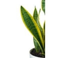 thumbnail image 2 of Live Snake Plant, Sansevieria (8"-12" Tall) 3 Pack in 3-inch Pot, 2 of 5