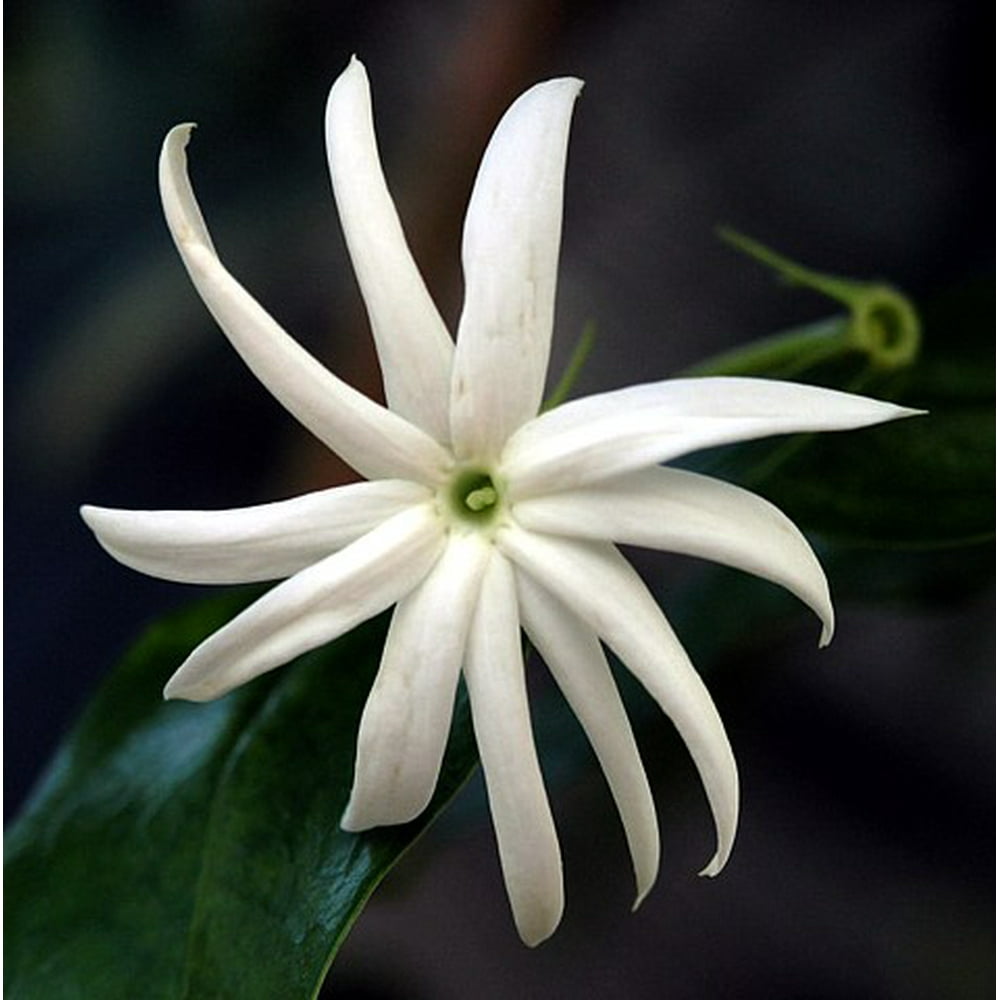 Angelwing Star Jasmine Jasminum nitidum Indoors/Out 4" Pot