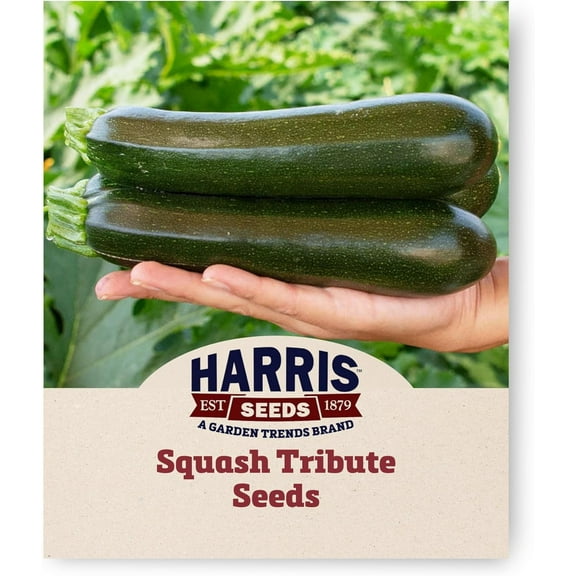 Harris Seeds - Squash Seeds Tribute Dark Green Zucchini Fruit - 250 Seeds
