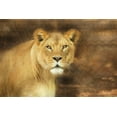 thumbnail image 2 of Deiter, Lori 32x23 White Modern Wood Framed Museum Art Print Titled - Tribal Lioness, 2 of 4
