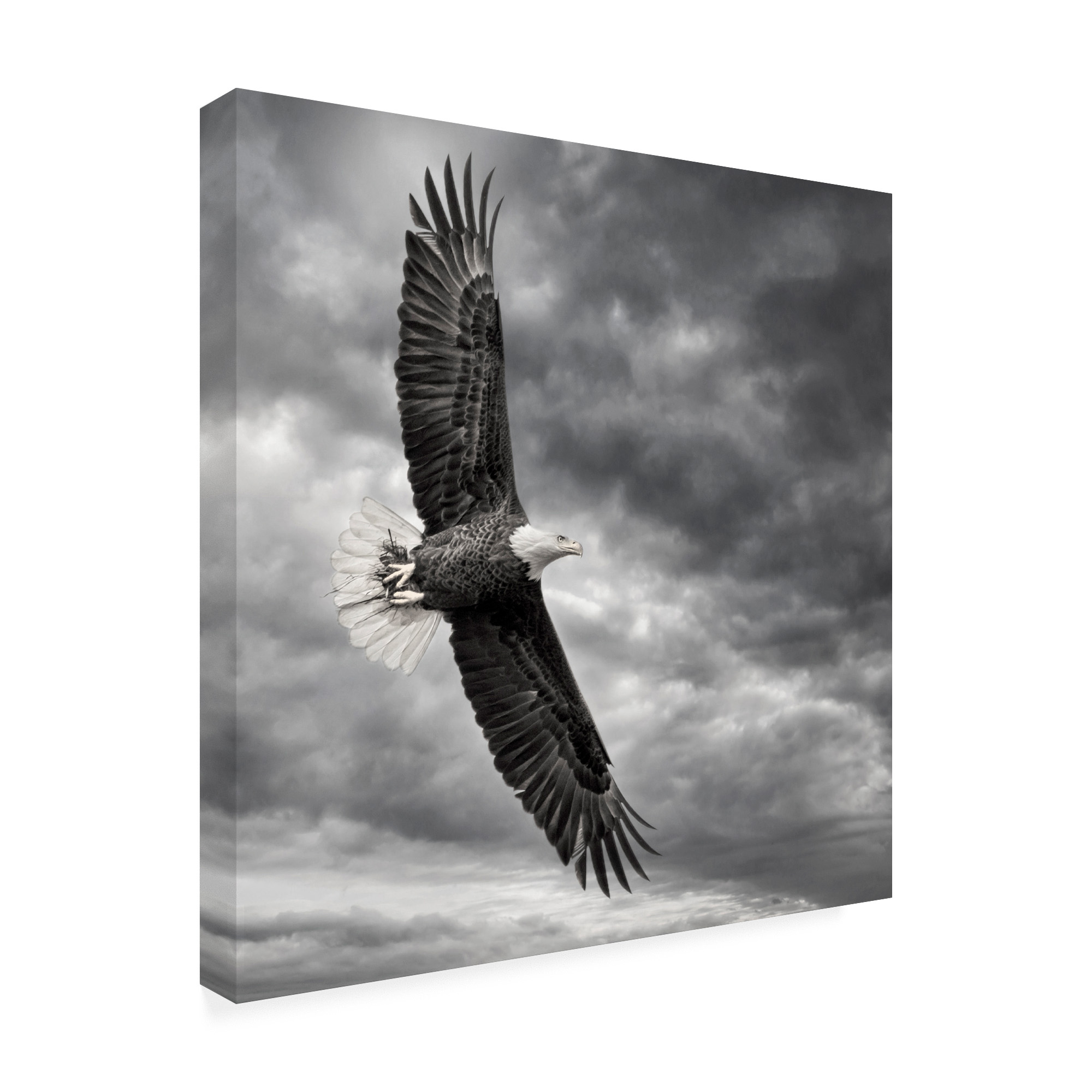 Trademark Fine Art 'Eagle in Flight' Canvas Art by PHBurchett