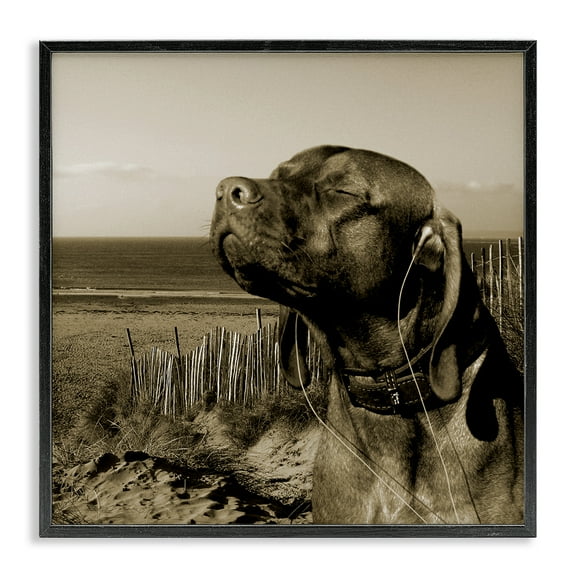 Stupell Industries Relaxed Dog with Music Animals & Insects Photography Black Framed Art Print Wall Art, 12 x 12