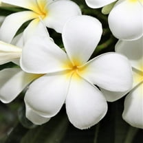 Hawaiian Tropical White Plumeria Plant Cutting  11", Indoor Outdoor Tropical Garden Fragrant