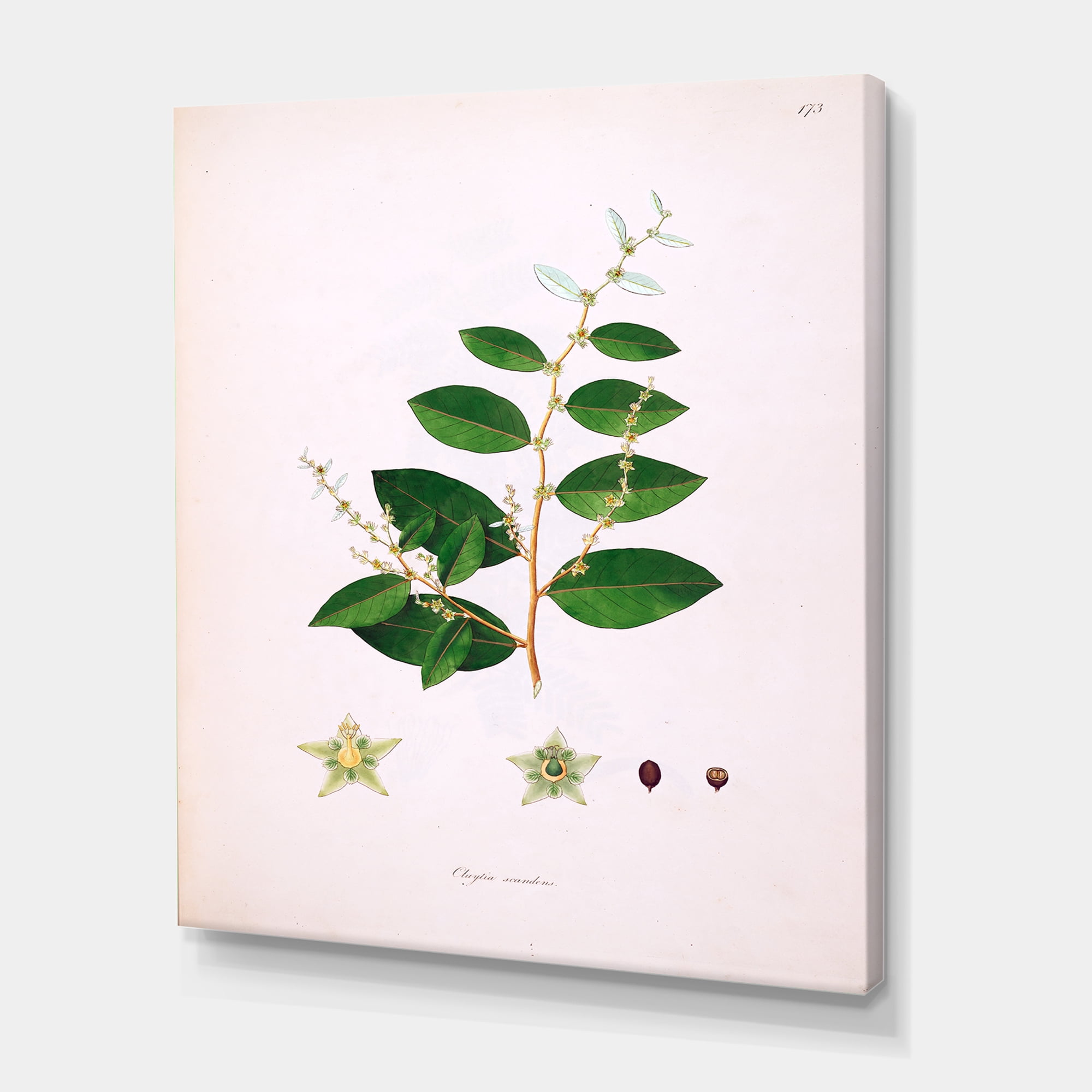 Designart ' Ancient Plant Life XVI ' Farmhouse Canvas Wall Art Print