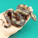 thumbnail image 5 of Juguete de serpiente realista de goma de alta simulación, juguete de serpiente falsa, modelo de pitón, accesorios de jardín y Halloween, espeluznante, 5 of 5