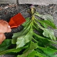 thumbnail image 3 of Desmalezadora Manual para Jardín, Extractor de Malezas Simple, Cuchillo para Desmalezar, Herramienta para Desmalezar en Jardín, 3 of 5