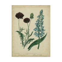 Trademark Fine Art 'Cottage Florals VI' Canvas Art by Sydenham Edwards