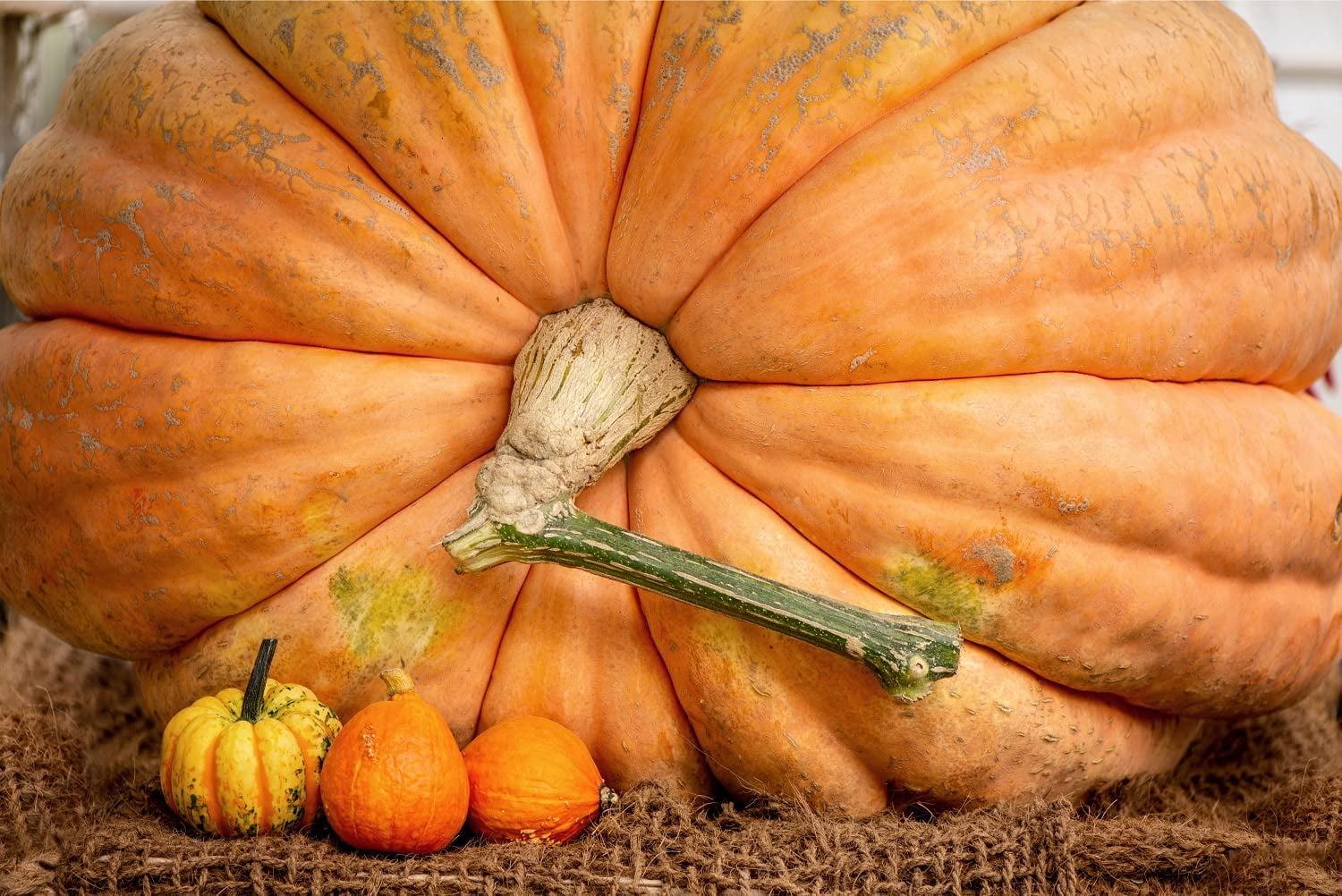 30 Atlantic Giant Pumpkin Seeds - Grow The Biggest Pumpkins on The ...