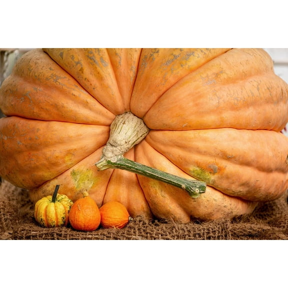 30 Atlantic Giant Pumpkin Seeds - Grow The Biggest Pumpkins on The Planet