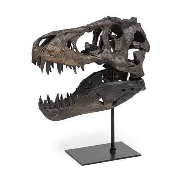 Resin Tyrannosaurus Rex Skull Decor Piece, Brown