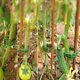 thumbnail image 4 of Paquete de 100 clips de soporte para plantas, tomates, ataduras, cordel, enrejados, jaulas, plantas trepadoras, verduras, 2,5 cm, 4 of 5