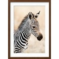 thumbnail image 2 of Art.com Close-Up of a Burchell's Zebra (Equus Burchelli), Ngorongoro Crater, Ngorongoro, Tanzania Photographic Print, Brown Frame Wall Art, 17" x 23", 2 of 5