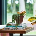 thumbnail image 6 of Bloem Fiskars Ariana 6.5" x 3.5" x 5.25" Round Chocolate Plastic Plant Pot with Self-Watering Grid, 6 of 8