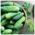 thumbnail image 5 of Everwilde Farms - 100 Carolina F1 Hybrid Cucumber Seeds - Gold Vault Jumbo Bulk Seed Packet, 5 of 5