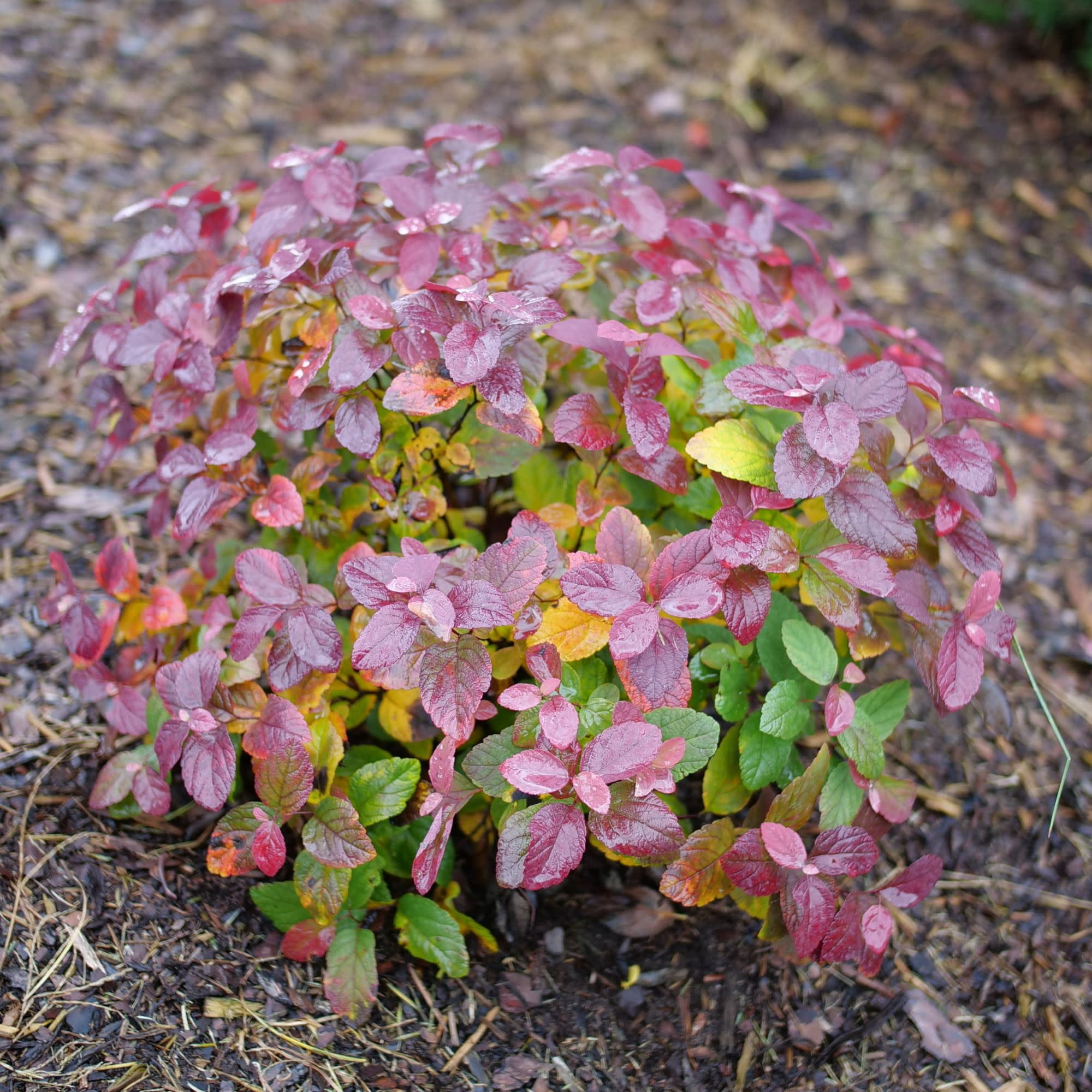 Proven Winners ColorChoice 5" Glow Girl Pink Birchleaf Spirea Live Plant in 4.5" Pot (4 Count)