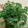 thumbnail image 2 of Shamrock Live Plant, 5 -7 Inches Height, Iron Cross Shamrock Plant for Indoor Outdoor Planting, 2 of 5