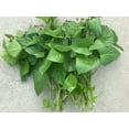 thumbnail image 3 of 3 White Sweet Potato Slips for Planting - Grow Your Own Tasty Sweet Potatos (3 Slips) Yams, 3 of 3