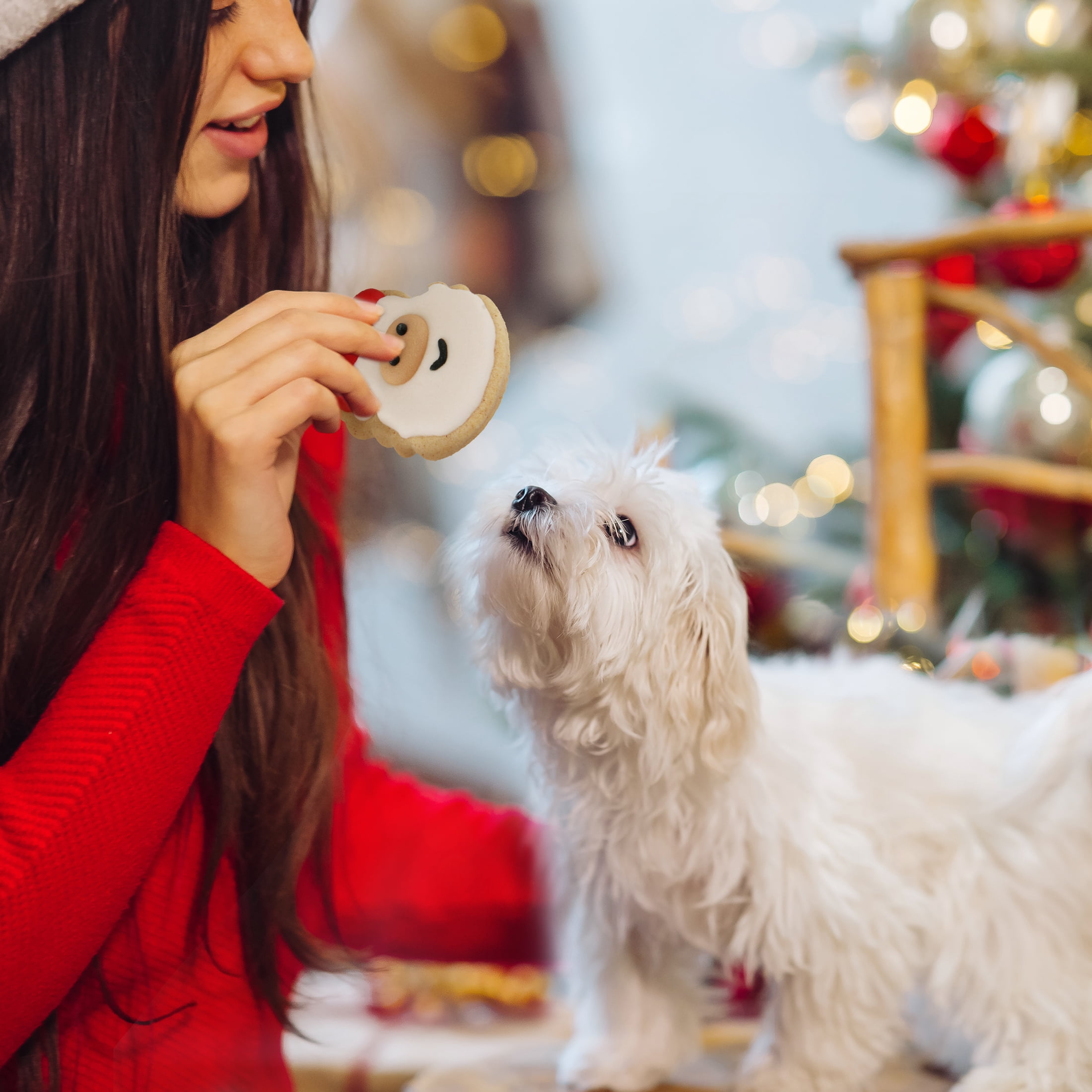 Vibrant Life Holiday Crunchy Biscuit Treats for Dogs, Peanut Butter, 9.5 oz, 18 Count