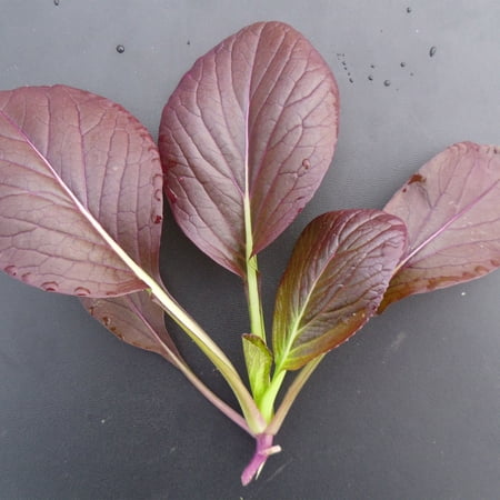 Cabbage Seeds - Pak Choi - Da Hong Winter - Hybrid - 2 g Packet ~684 Seeds - Non-GMO, F1 Hybrid - Asian Garden Vegetable