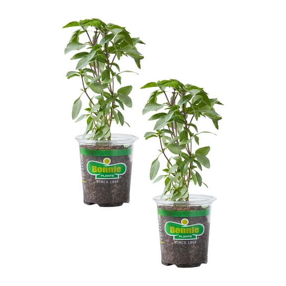 Bonnie Plants Thai Basil 19.3oz. 2-Pack Live Plants