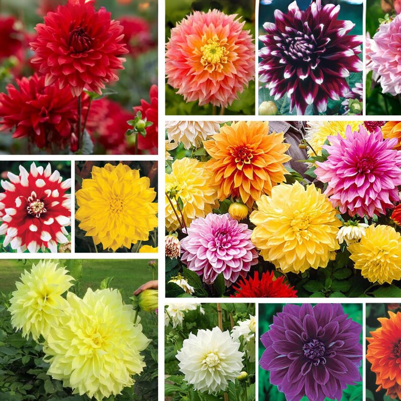 40 Dahlia Seeds Pack - Ultimate Dinnerplate Collection - Pollinator Friendly - Heirloom Flower Seeds Mix for Gardens