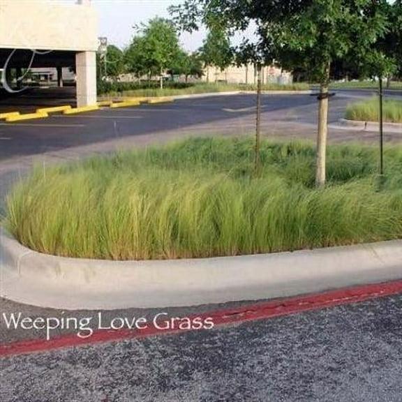 SeedRanch Weeping Lovegrass Seed - 50 Lbs.