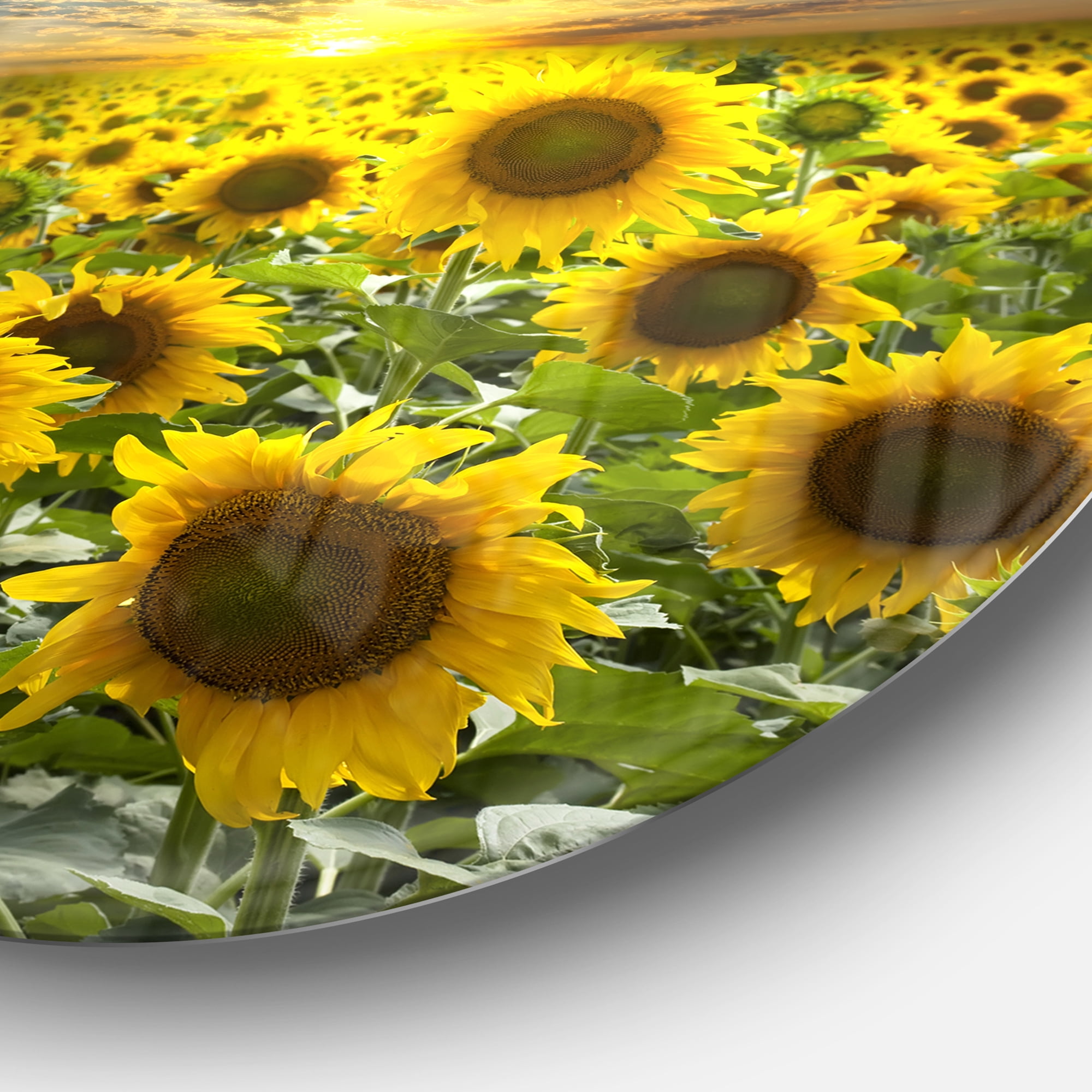 Designart 'Field of Blooming Sunflowers' Large Flower Metal Circle Wall Art