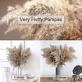 thumbnail image 3 of 30 Stems Dried Pampas Grass, Pampas Grass Fluffy Pampas ,17 Inch Bulk Pampas Grass Decor Flowers Dr, 3 of 5