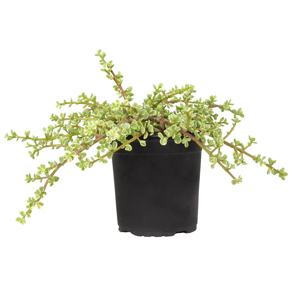 Element by Altman Plants Variegated Portulacaria Easy Succulent; 1 gal Grower; Full Sun
