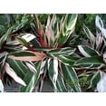 thumbnail image 2 of Stromanthe Accent Plant, Triostar Multicolored Leaves, 6 Inch Pot, 2 of 8