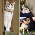 thumbnail image 5 of 10pcs Bucket Tube Labels For Puppy, Anti-lost Pet Id Tag Bucket Silver, 5 of 5