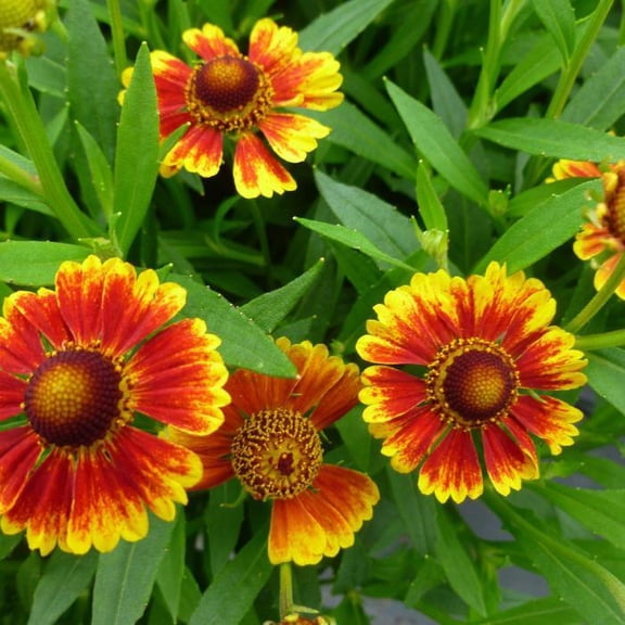Salud Embers' Sneezeweed, Helen's Flower 2 Gallon (Pack of 2)