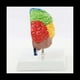 thumbnail image 5 of Hemisferio Derecho del Cerebro Modelo de Cuerpo Humano EducacióN Modelo de Cerebro 1:1 para Estudiantes EnseñAnza Estudio Modelo de Ensamblaje, 5 of 5
