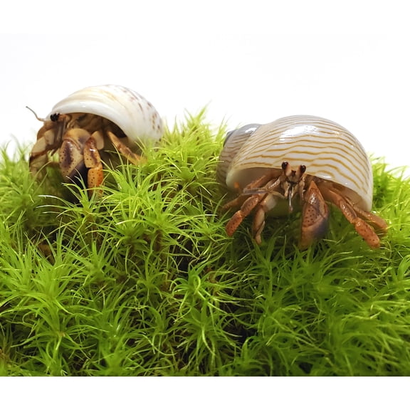 Live Moss for Hermit Crab Accessories – Fresh Natural Terrarium Moss – Humidity Boosting Habitat Substrate – Hermit Crab Tank Decor